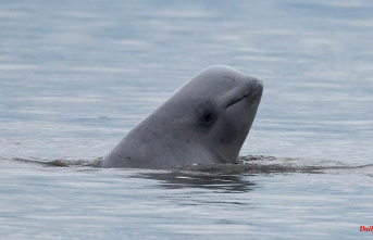 Animal surprisingly south: beluga whale strays into the Seine