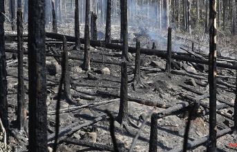 Saxony: forest in flames: 2022 already affected 850 hectares in Saxony