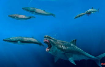 Terrifying 3D model: Megalodon could swallow Orca in few bites