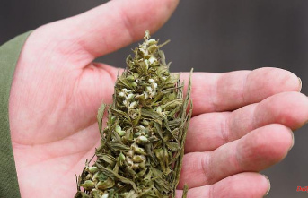 North Rhine-Westphalia: Police find marijuana plants in a secret cellar