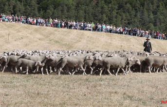 Thuringia: Herbert Kind again Thuringian champion in sheep herding