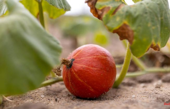 Bavaria: Pumpkin harvest has begun: Hardly any losses due to the heat