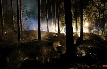 EU: 700,000 hectares of forest destroyed: Germany has had 45 major fires since July