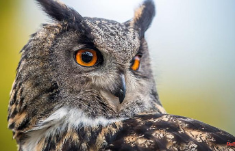 Bavaria: "Bad Mouse Year": Conservationists only find eleven owls