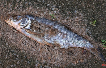 Mecklenburg-Western Pomerania: Further search for the cause of fish deaths in Bad Kleinen