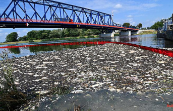 300 substances are checked: Fish deaths continue to be a mystery