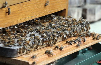 Bavaria: a stone's throw in the beehive: animals probably can't be saved