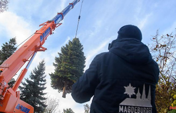 Saxony-Anhalt: Looking for a stately tree for the Magdeburg Christmas market