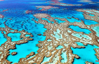 Little reason for optimism: corals on the Great Barrier Reef are recovering