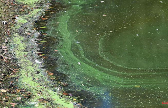 Bavaria: Several lakes in Upper Franconia are closed due to blue-green algae
