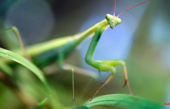 Hesse: seen a praying mantis? State Office calls for joint research