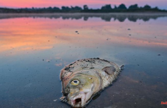 Fish deaths on the Oder: Poland accuses Germany of fake news