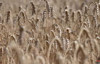 Bavaria: Bavarian grain harvest at previous year's level