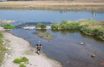 Saxony: Drought and heat affect fish in Saxony's rivers