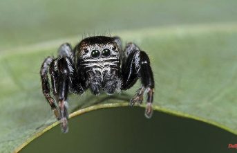 Study investigates REM phase: Do spiders dream in their sleep?