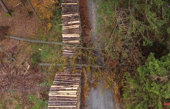 Hesse: Forest damage multiplies timber exports from Hesse
