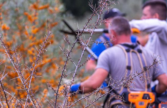 Mysterious bush dying: The last sea buckthorn in MV is harvested