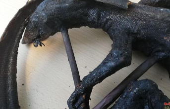 North Rhine-Westphalia: Customs officers ensure grilled monitor lizards at the airport