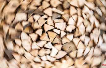 Baden-Württemberg: Fürstenberg's forestry operation: firewood is in demand