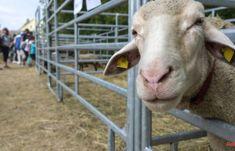 Saxony-Anhalt: Farmers worry about the food situation for animals
