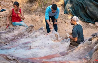Probably the biggest find in Europe: Researchers discover a three-metre-long dinosaur rib