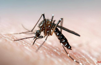 Protection and relief: What helps against mosquito bites