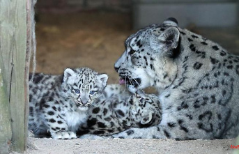 North Rhine-Westphalia: Two snow leopards are born in Krefeld