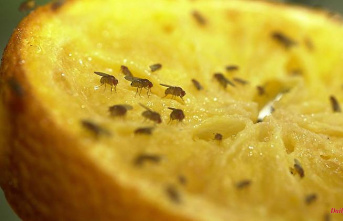 Plague in summer: How to get rid of annoying fruit flies