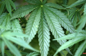 Mecklenburg-Western Pomerania: Cannabis plantation confiscated in Waren apartment