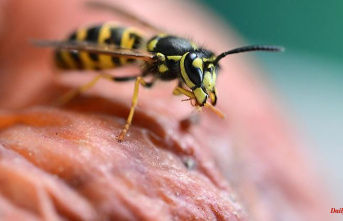 Bavaria: sweet or salty? What wasps like to snack on right now