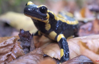 Saxony: BUND: Black and yellow fire salamanders suffer from drought