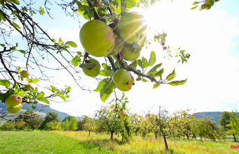Baden-Württemberg: orchards in danger: cooking schools should help