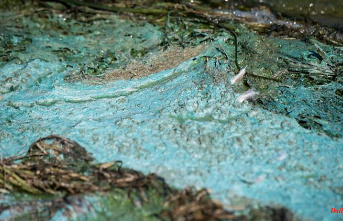 Saxony: blue-green algae at Berzdorfer See: swimming areas closed