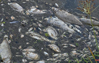 Waiting for answers: Environment Council expects results on fish kills