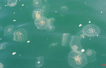 Temperature shock would be necessary: ​​heat wave not a trigger for the current jellyfish plague