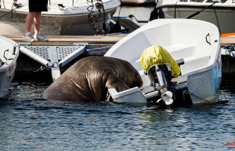"For human safety": Walrus Freya euthanized in Norway