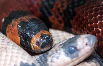 Concern about the California chain snake