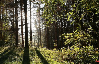 Baden-Württemberg: forest workers dies during tree felling work