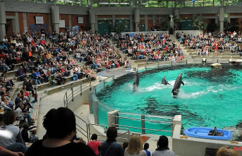 North Rhine-Westphalia: Zoo files criminal charges against activists in the dolphinarium