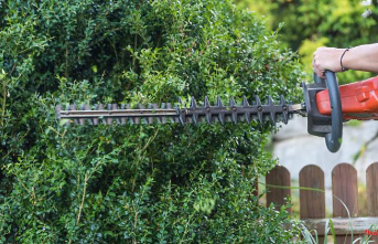 Also for thick undergrowth: These are the best cordless hedge trimmers
