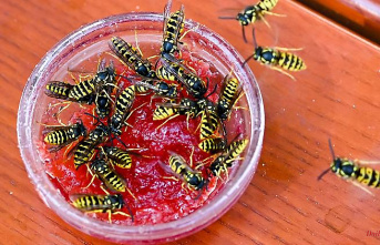 Saxony: conservationists in Saxony: wasps more present this year
