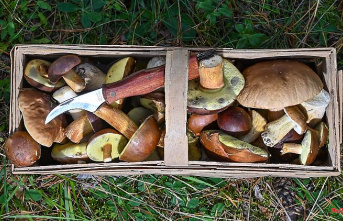 From butter mushroom to goat's lip: Experts expect a good mushroom season