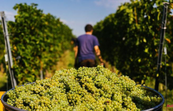 Baden-Württemberg: winegrowers report on the grape harvest in Baden