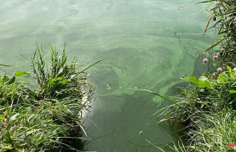 Bavaria: City warns against blue-green algae in Hofer Untreusee