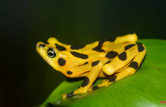 Consequence of deadly fungus: amphibian die-off causes more cases of malaria
