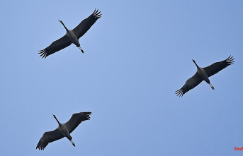 Mecklenburg-Western Pomerania: Crane season is approaching its peak with tens of thousands of animals