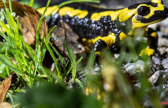 Bavaria: Fire salamander larvae threatened by drought
