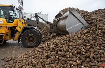 Mecklenburg-Western Pomerania: Sugar factory expects good sugar yield
