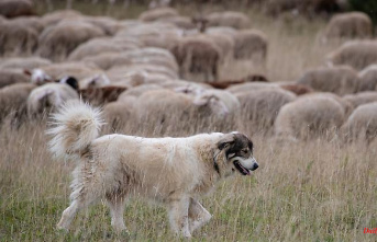 Baden-Württemberg: More herd protection dogs for sheep in the southwest