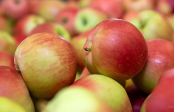 Thuringia: Sobering apple harvest in Thuringia so far